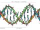 Schematisches Strukturmodell der DNA. (Wikipedia / User: Michael Ströck / CC BY-SA 3.0)