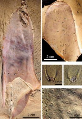 Fossilien des neu entdeckten Meereslebewesens aus dem Kambrium. (Credits: Derek Siveter / Tom Harvey / Pei-Yun Cong)