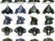 Verschiedene Zähne der neu entdeckten Süßwasserhaiart Galagadon nordquistae. (Credit: Terry Gates, NC State University)