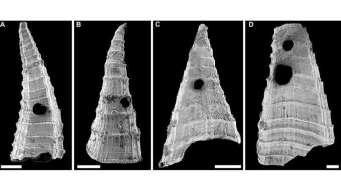 Verschiedene Exemplare der Schalen von Lapworthella fasciculata unter einem Elektronenmikroskop. (Credits: R. Bicknell, et al (2025) Current Biology)